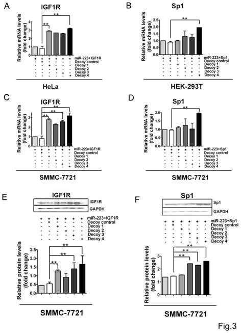 A B The MRNA Expression Of IGF1R A And Sp1 B Was Monitored By