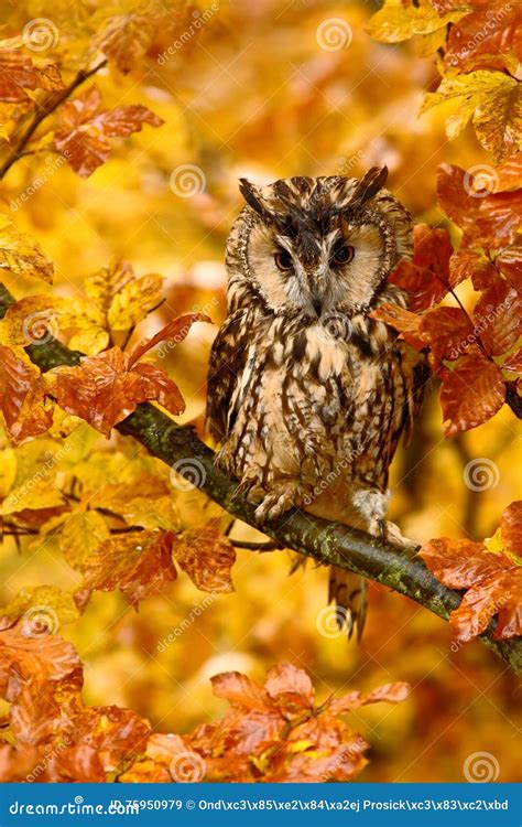 Bird In Autumn Forest Owl In Orange Autumn Leaves Long Eared Owl With