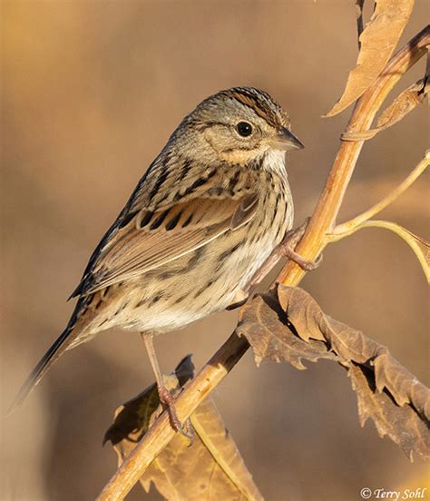 Lincolns Sparrow South Dakota Birds And Birding