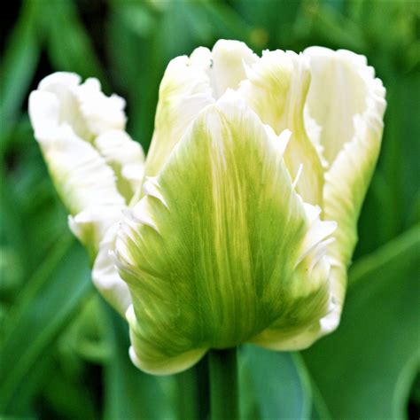 Green Parrot Tulips