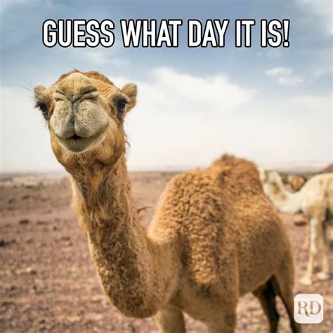 Hump Day Memes Comics And Memes