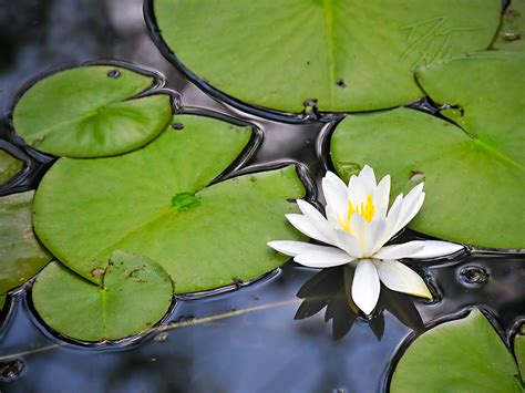 Lily Pad Wallpaper Wallpapersafari