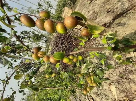 Red Thailand Sundari Apple Ber Plant For Fruits At Rs Plant In Kolkata