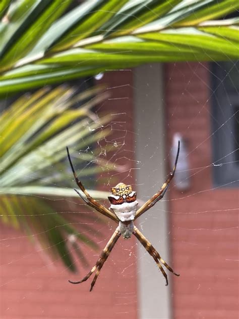 Spider Found In Se Brazil Whatsthisbug