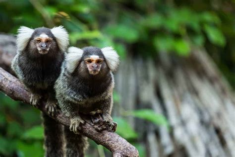 Verschillende Soorten Apen Van Over De Hele Wereld Nayturr Volta