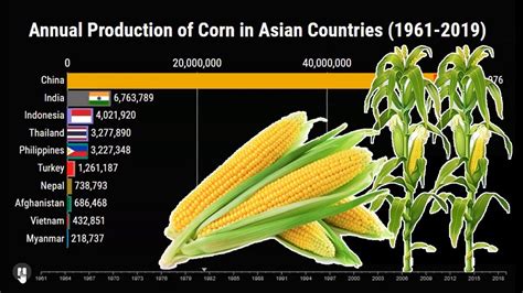 Top Corn Producing Countries In Asia Youtube