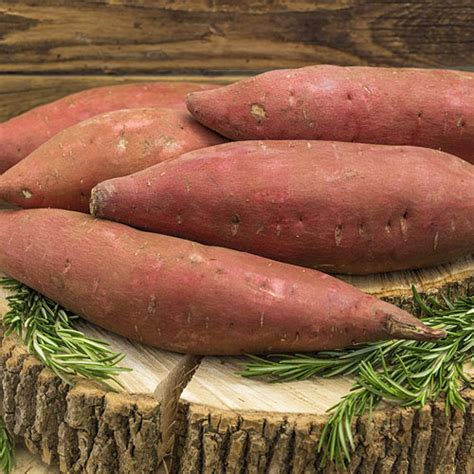 Covington Sweet Potato K Van Bourgondien Wholesale Flower Bulbs And Perennials