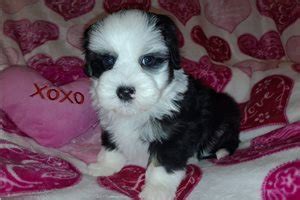 Lowchen Puppies for Sale from Reputable Dog Breeders