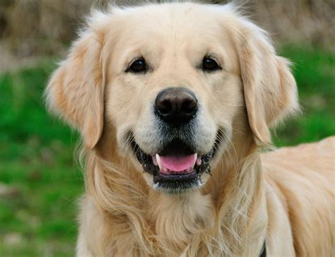 Golden Retriever Dog Breeds ~ Popular Dog Breeds