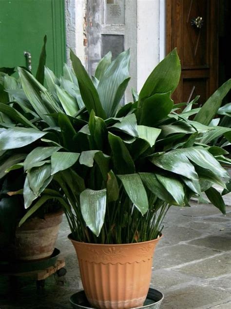 Aspidistra Elatior Alchetron The Free Social Encyclopedia