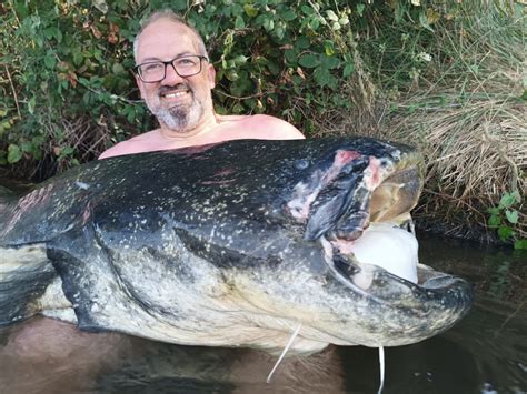 Welsfischen Am Ebro Im August Extreme Ebrofishing