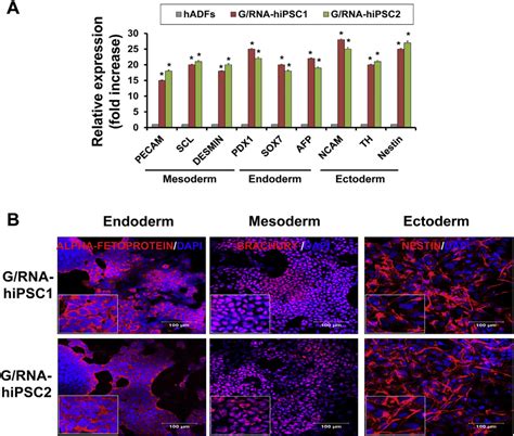 In Vitro Differentiation Of GO PEI RNA IPSCs Into The Three Germ