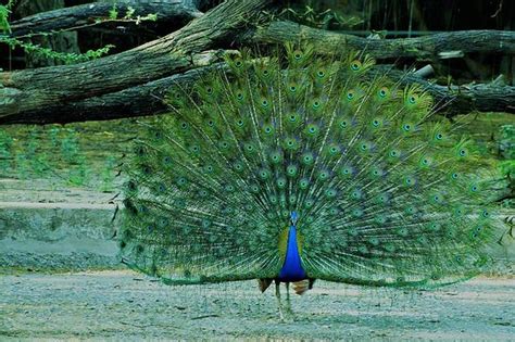 Reasons for choosing peacock as national bird | Fusion – WeRIndia