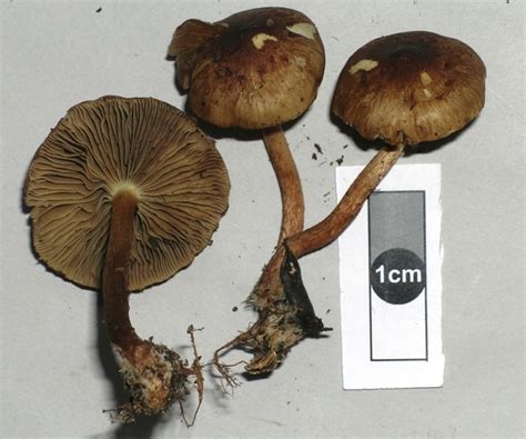 Virtual Mycota Pholiota Multicingulata