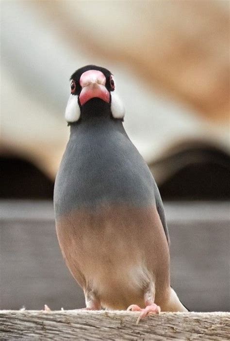 ブンチョウ 文鳥 Java Sparrow Java Finch Java Rice Sparrow Java Rice Bird