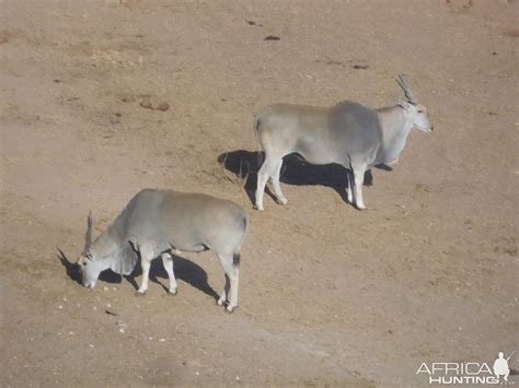 Eland Zimbabwe