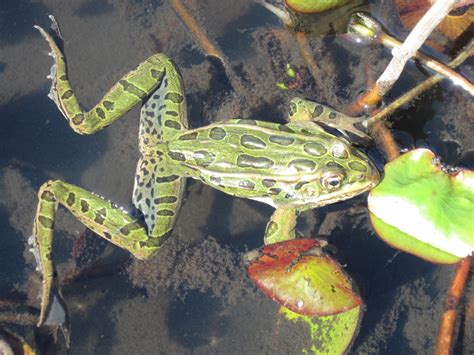 Northern Leopard Frog Province Of British Columbia