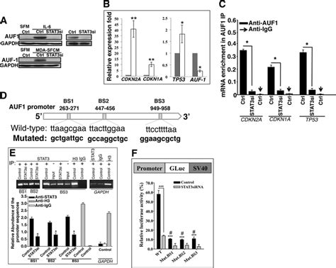 Stat3 Binds Auf1 Promoter And Positively Regulates Its Expression A