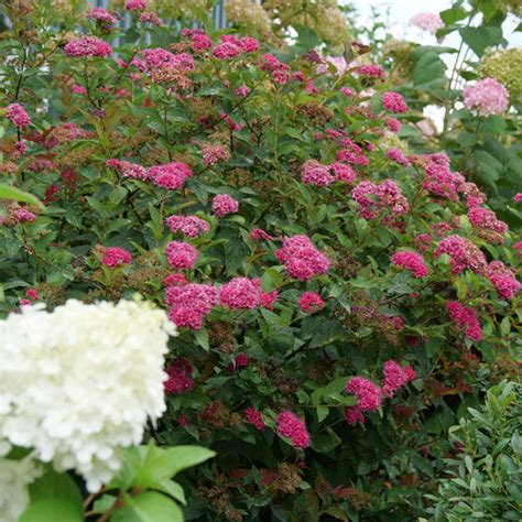 Double Play Doozie® Spirea Spiraea X Proven Winners