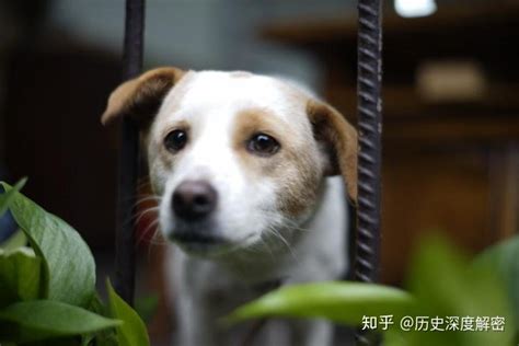 城市的狗比农村的狗吃的要好，住得也舒服，为何还经常生病？ 知乎