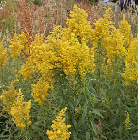 Canada Goldenrod - Kitsap Conservation District