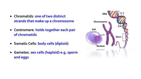 Lesson 4 Genetics For Science Ppt Download