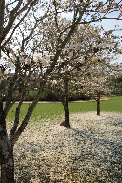 Banco De Imagens Flor Rvore Primavera Ramo Plantar Planta