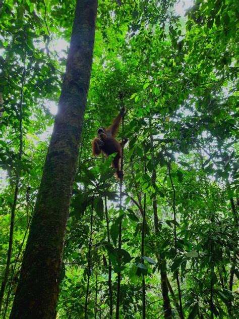 D N Orang Utan Expedition Ab Bukit Lawang Getyourguide