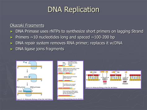 Ppt Chapter Dna Replication Repair And Recombination Powerpoint