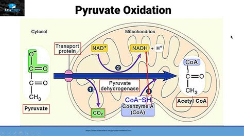 Aerobic Respiration Part 2 Pyruvate Oxidation Youtube