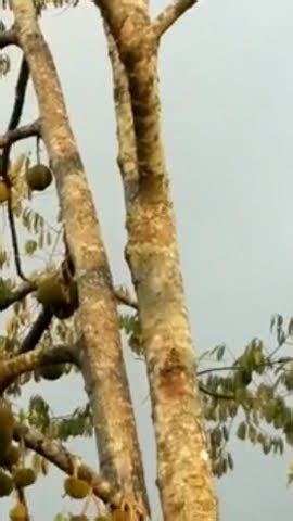 Kondisi Buah Di Cluster Agrowisata Durian Rembangan Saat Musim Panen