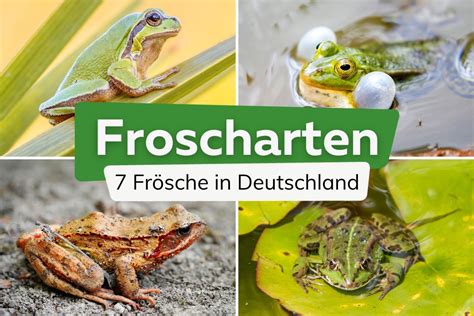 Wann laichen Frösche und Kröten? | Laichzeit und Vermehrung