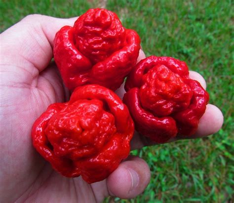 Comprar Sementes De Pimenta Trinidad Scorpion Pimenta Nuclear