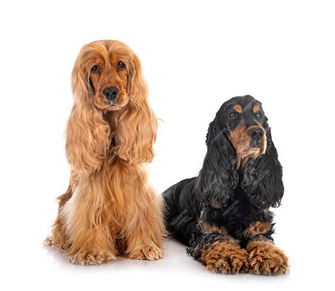 Premium Photo English Cockers Spaniels