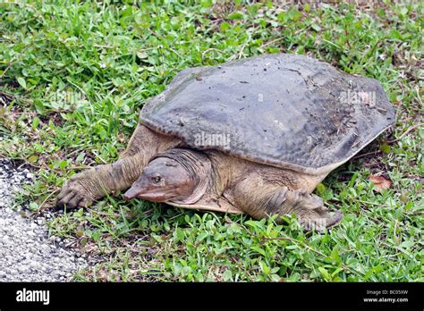 Florida Softshell Turtle Everglades Florida Stock Photo Alamy