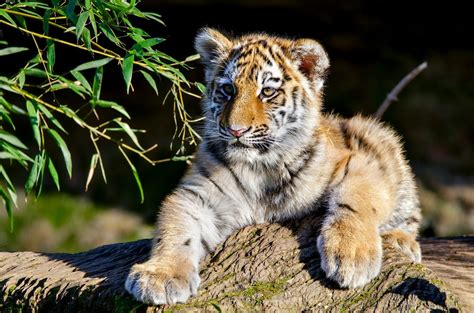 Siberian Tiger Cubs Wallpapers - 4k, HD Siberian Tiger Cubs Backgrounds ...