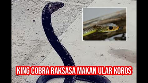 Proses Makan King Cobra Raksasa YouTube