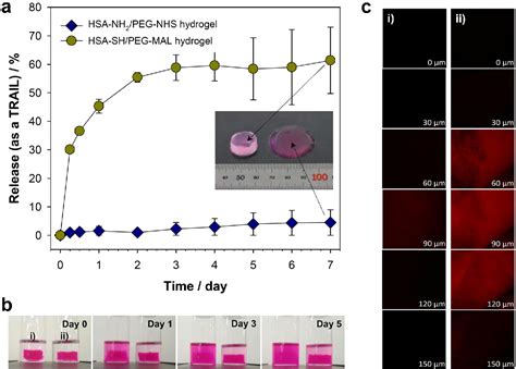 In Situ Facile Forming Peg Cross Linked Albumin Hydrogels Loaded With