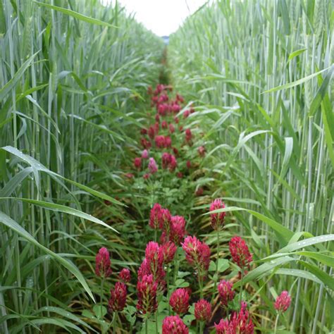 Crimson Clover Cover Crop Seeds For Sale 52550 Lbs