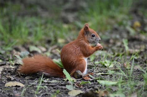 Eichhörnchen Nagetier Säugetier Kostenloses Foto auf Pixabay Pixabay