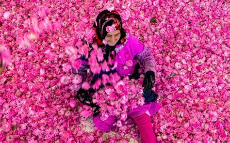 Hard But Sweet Smelling Slog In Morocco S Valley Of The Roses