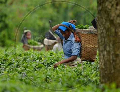 Image Of Tea Workers Plucking Tea Leafs In Assam Tea Plantations Pq720798 Picxy