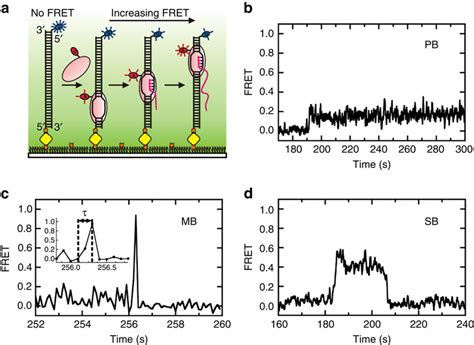 Single Molecule Fret Visualization Of Rnap Transcription A