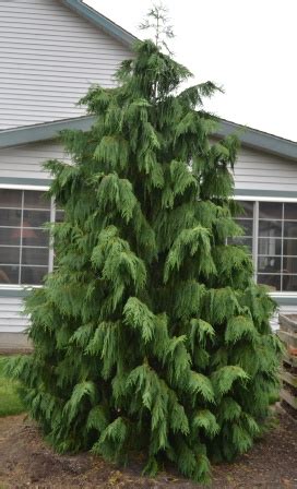 Weeping Cypress Turning Brown