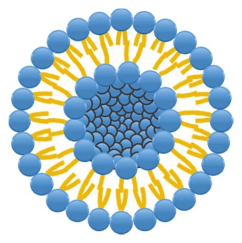 Schematic Diagrams Of Types Of Nanocarriers A Micelle B