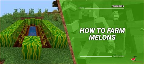 How To Harvest Melon In Minecraft A Step By Step Guide [updated October 2024 ]