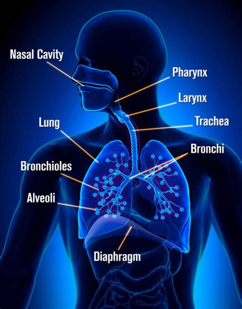 What Is Sulfuric Acid Vapor? (with pictures)