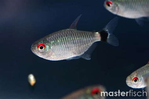 Red Eye Tetra Moenkhausia Sanctaefilomenae Masterfisch