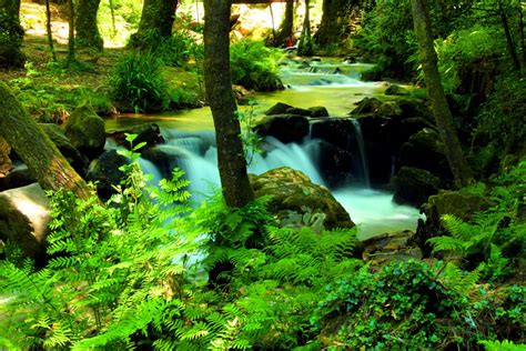 Kostenlose Foto Baum Wasser Natur Wald Wasserfall Wildnis Blatt