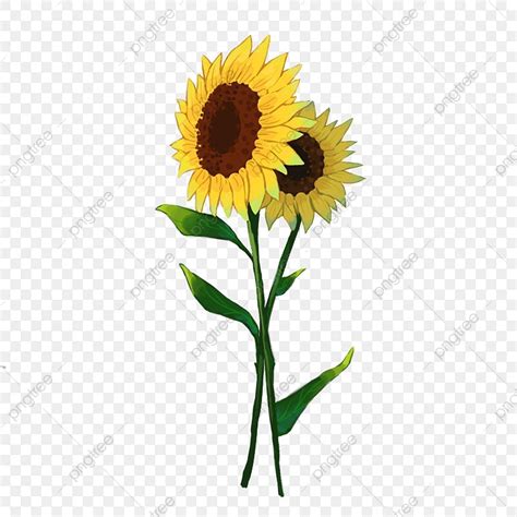 Yellow Sunflower Clipart Transparent Background Sunflower Yellow